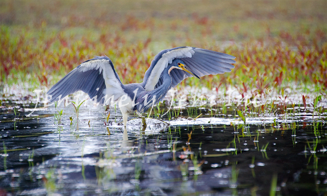 A Tricolored heron canopy feeding with his head tucked under an outstretched wing
