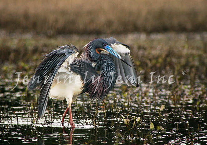 A tricolored heron with mating plumage is canopy feeding