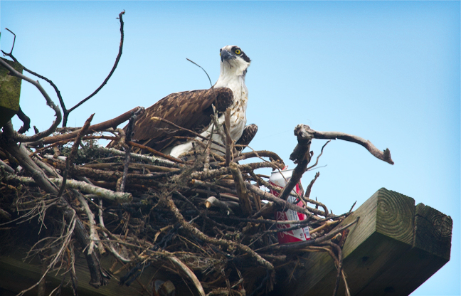 Osprey with a beer can in his nest