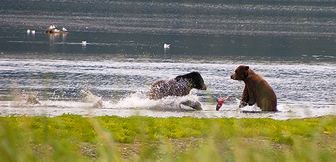 bears fight over salmon