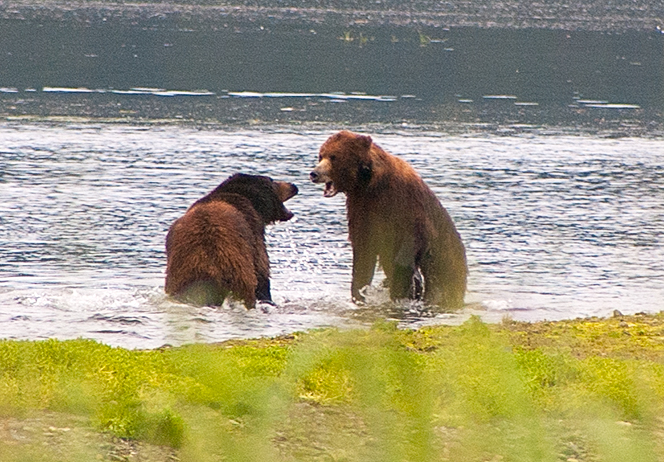 brown bears fighting