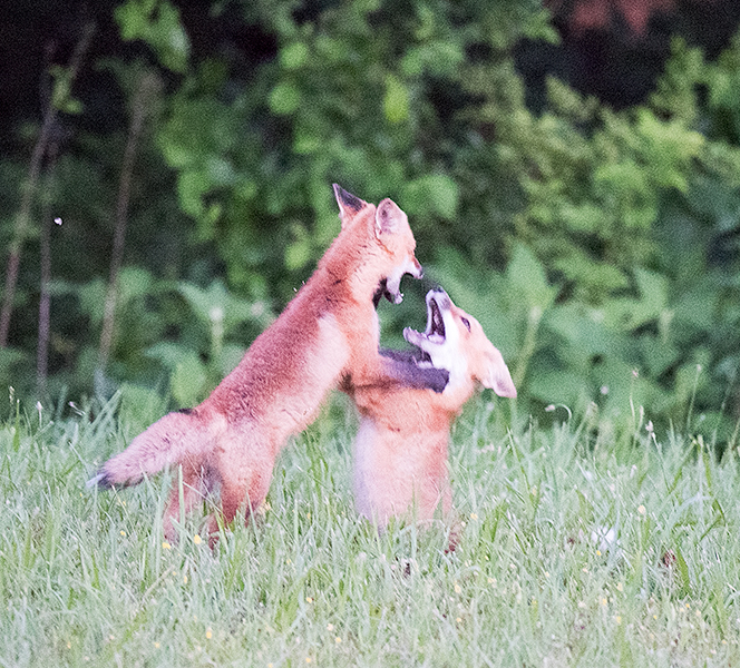 red foxes playing
