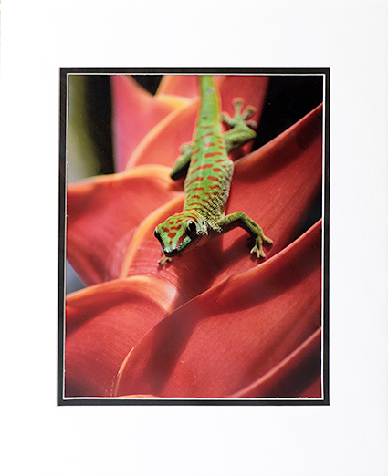 Gecko Print By Ericka Hoffmann