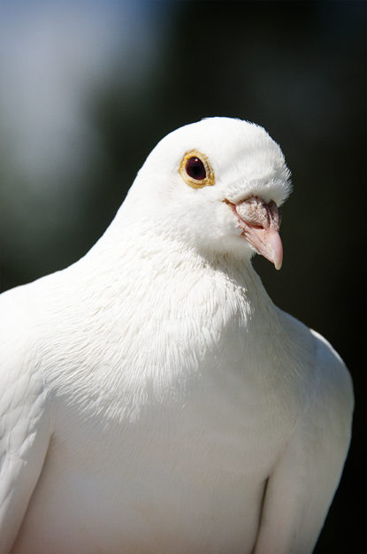 white homing pigeon