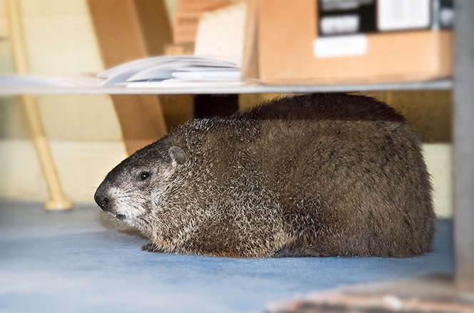 woodchuck invades workshop