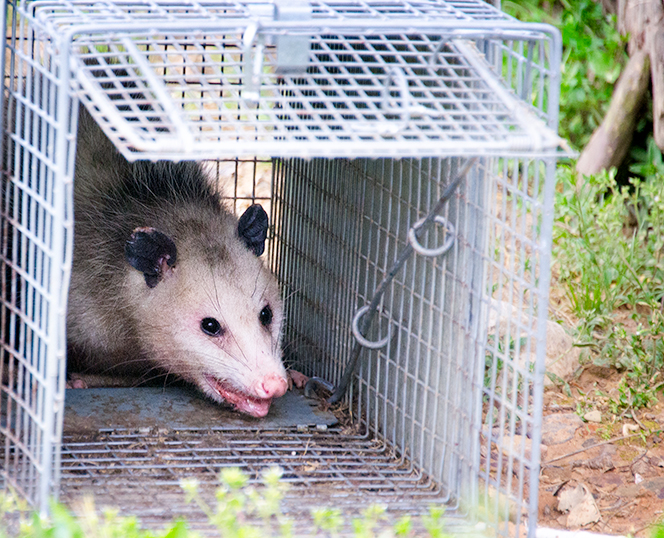 opossum in trap