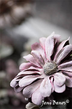 Air of Nostalgia Frayed Silk Flower Photograph