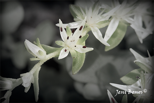 Flower photography, Appalachian Stonecrop 