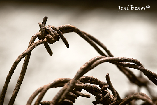 Barbed Wire Giclee Print- Entangled 