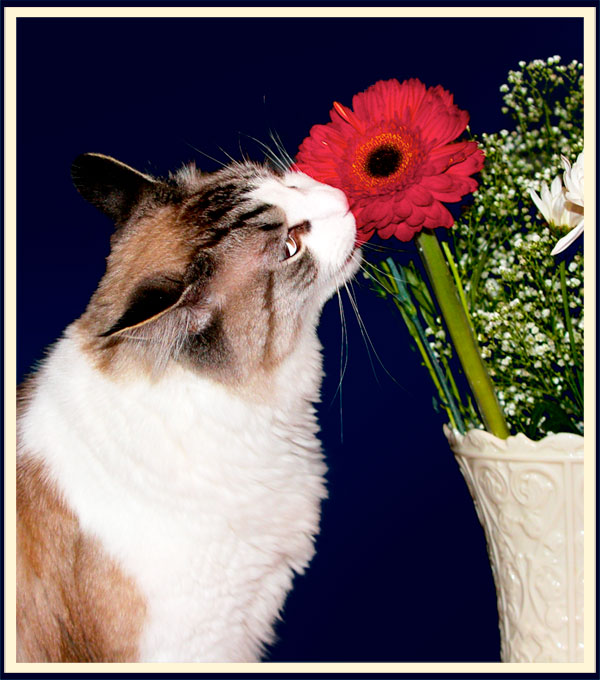 bad kitty eating flowers