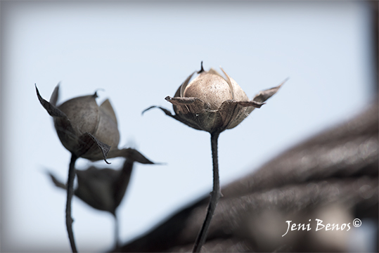 Dry Flower Buds, Art Print, Dancing Spirits