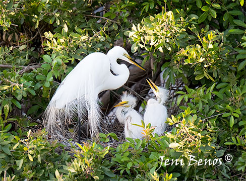 Great white egret mother feeds two chicks in her nest