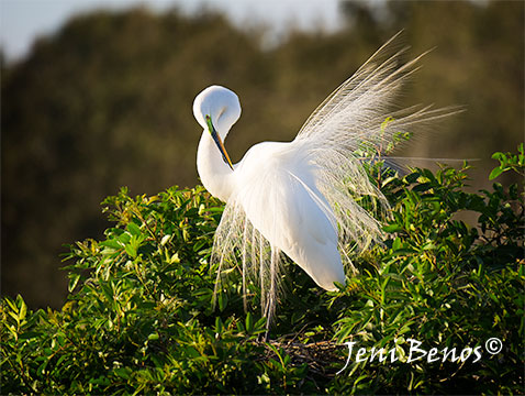 GORGEOUS  GREAT EGRET PHOTOGRAPH MATTED 11"× 14" 