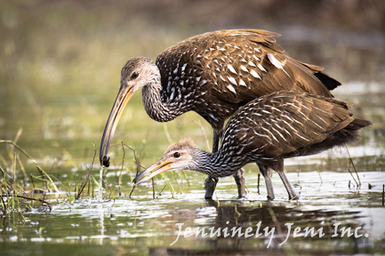 limpkin bird feeds her chick in the swamp