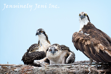 One adult and two osprey chicks in a nest, photo by Jeni Benos