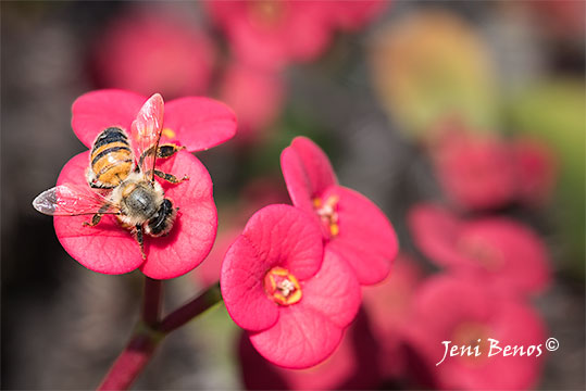 photograph-of-bee