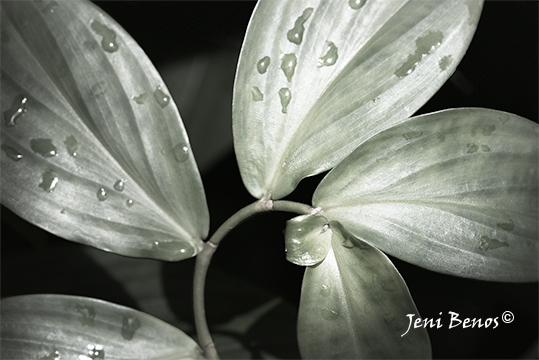 Fibonacci Spiral Leaves, Rhythm©