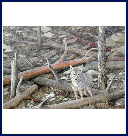 Original art by Robyn Ryan with coyote in shades of grey and brown
