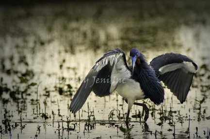 Tricolored Heron Dancing, Waltz of the Wetlands ©